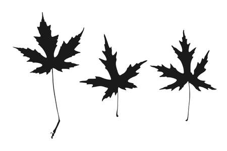 maple fall leaves icons set. Autumn leaf collection, black fill color isolated silhouettes. Naturalistic botanical shape. White backgroundのイラスト素材