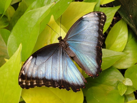 Blue Butterflyの写真素材