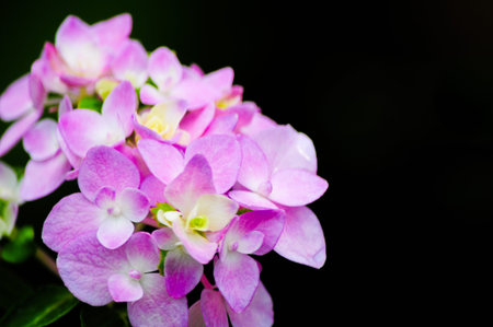 Hydrangeaの写真素材
