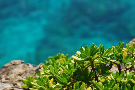 caevola sericea - one of beach plantの写真素材