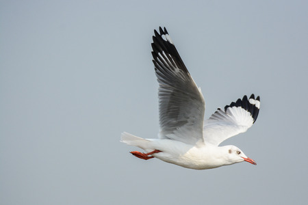 Seagullの写真素材