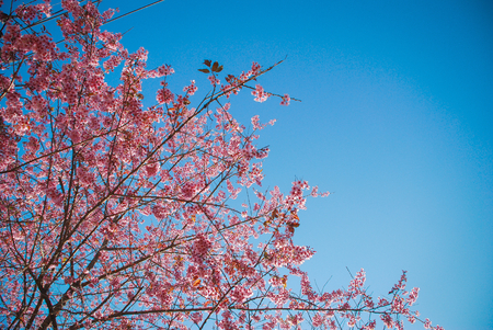 Pink Cherry Blossom and clear skyの写真素材