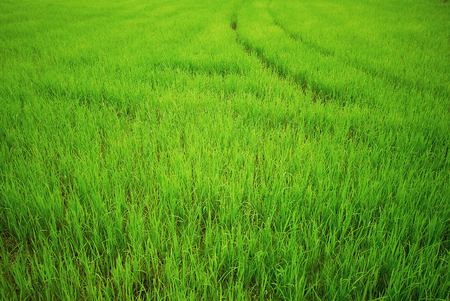 Rice paddy, green fieldの写真素材