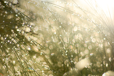 Dew bokeh blurred backgroundの写真素材