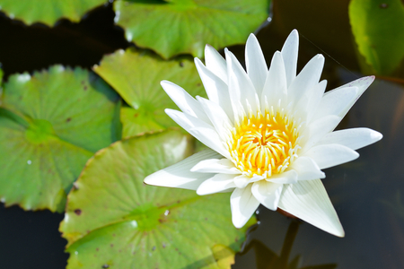 White lotus in the pondの写真素材