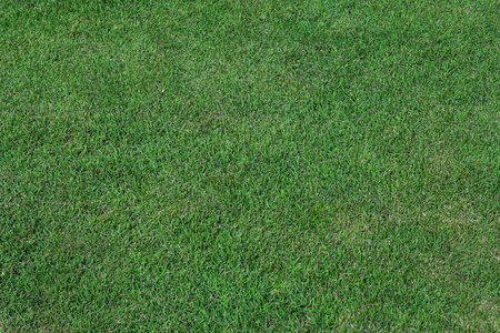 Grass texture backgroundの写真素材
