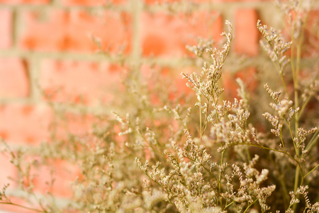Dry plant on brick wallの写真素材