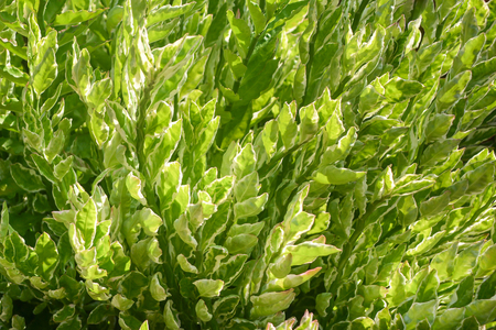 Green leaves textureの写真素材