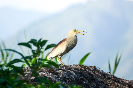 Heron Birdの写真素材