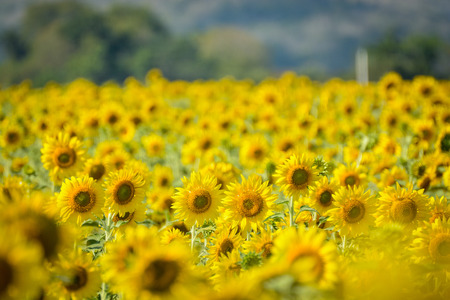 Sunflower fieldの写真素材