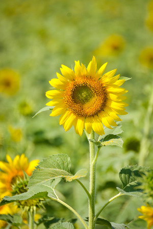 Sunflower in the fieldの写真素材