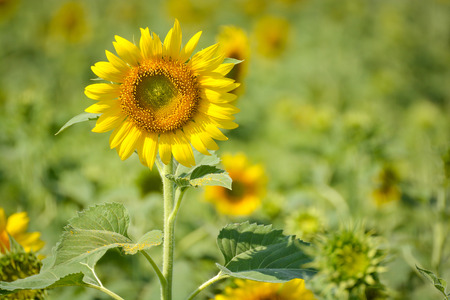 Sunflower in the fieldの写真素材