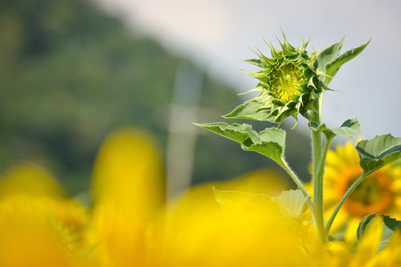 Sunflower in the fieldの写真素材