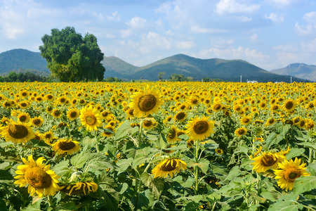 Sunflower field and mountains on backgroundの写真素材