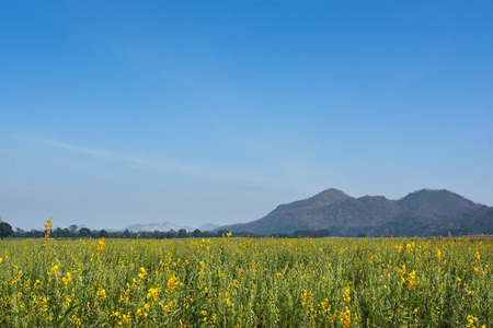 field of yellow rapeseed and the blue skyの写真素材