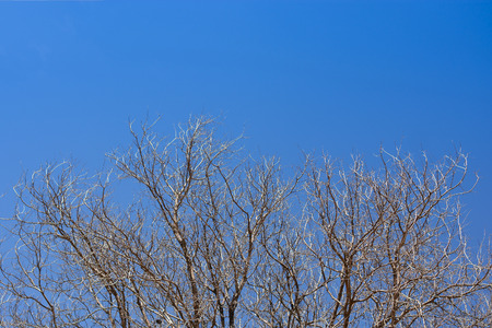 dry branch of tree against blue skyの写真素材