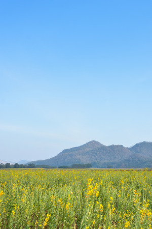 field of yellow rapeseed and the blue skyの写真素材