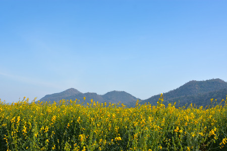 field of yellow rapeseed and the blue skyの写真素材