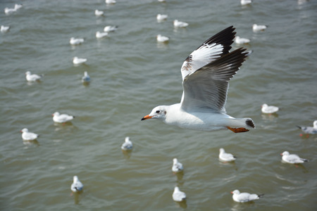 Seagull was flying above the sea in Thailandの写真素材