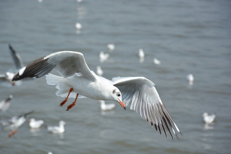Seagull was flying above the sea in Thailandの写真素材