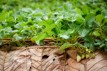 Fresh organic young strawberry in farm of Chiangmai , Thailandの写真素材