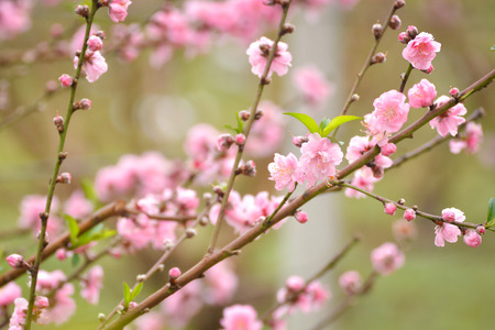 Japanese apricot pink flowers blossomの写真素材