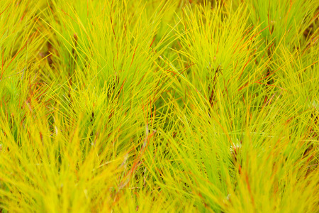 closeup of yellow pine leaves background seamlessの写真素材