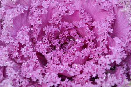 Purple Cabbageの写真素材