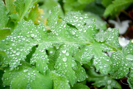 green leaves with dewの写真素材
