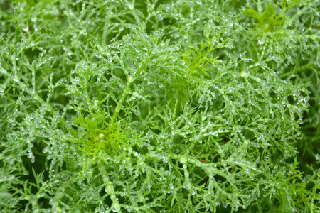 green leaves with dewの写真素材