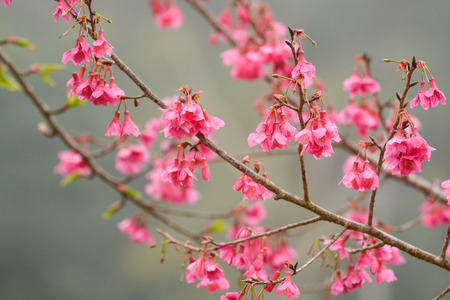 Closeup of pink cherry blossom branchの写真素材
