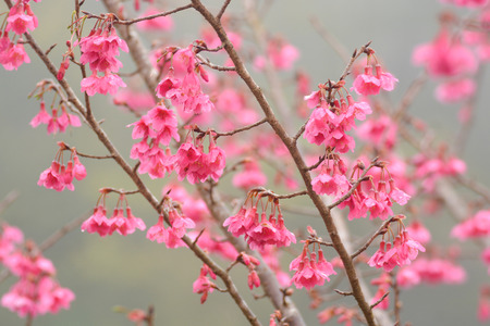 Closeup of pink cherry blossom branchの写真素材