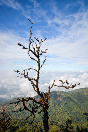 Tree among mountain landscape and blue skyの写真素材