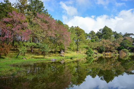 Beautiful park and lake in national park of Chiang mai , Thailandの写真素材