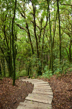 Steps of wooden stair in the forestの写真素材