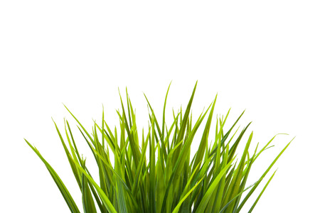 green grass isolated on white backgroundの写真素材