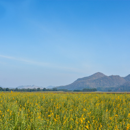field of yellow rapeseed and the blue skyの写真素材