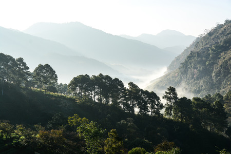 Forest among the mist and mountain landscapeの写真素材