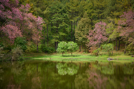 reflection of couple tree in the lake among forestの写真素材