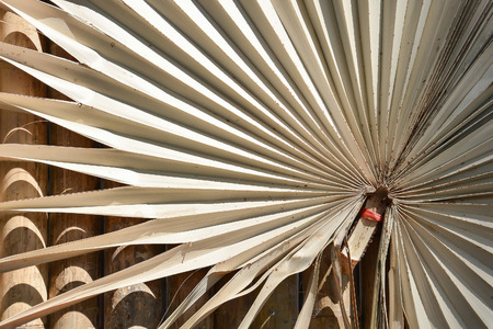 closeup of dry palm leaf patternの写真素材