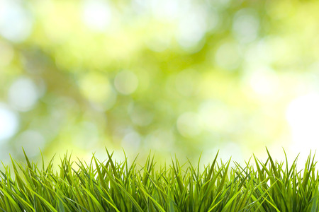 Grass and green nature blurred backgroundの写真素材