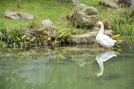 reflection of white duck in the pondの写真素材