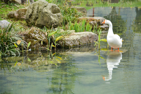 reflection of white duck in the pondの写真素材