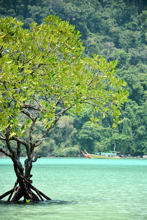 Mangrove tree in the tropical sea of Thailandの写真素材