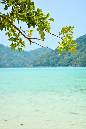 Andaman Sea and branches of tree in foregroundの写真素材