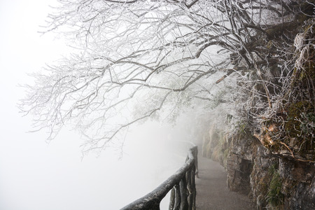 The way under trees with snow in winter at Tianmenshan national park, Chinaの写真素材