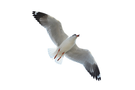 Seagull was flying isolated on white backgroundの写真素材