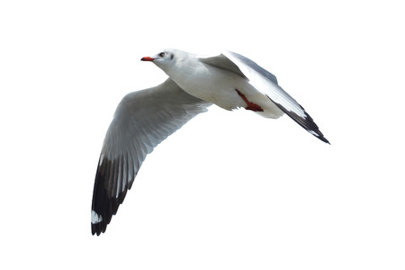 Seagull was flying isolated on white backgroundの写真素材