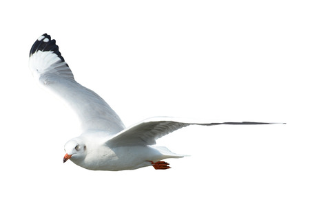 Seagull was flying isolated on white backgroundの写真素材