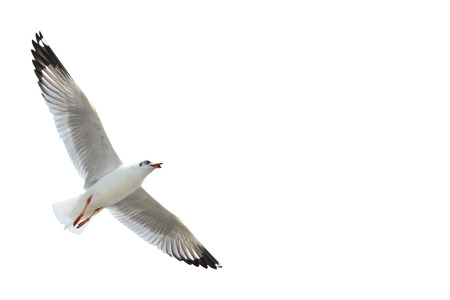 Seagull was flying isolated on white backgroundの写真素材